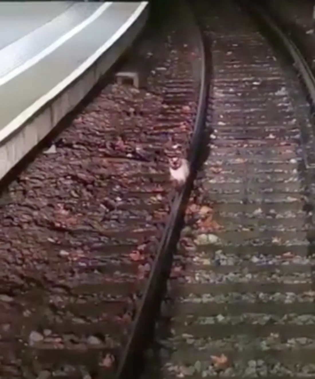 Un chat sur les rails ! 